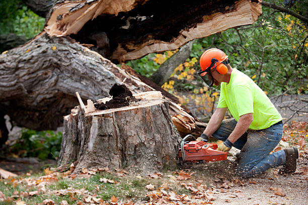 Best Hazardous Tree Removal  in Batesville, AR